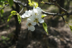 Pyrus betulifolia