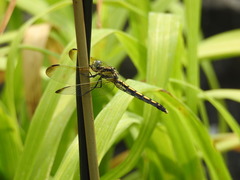 Orthetrum lineostigma