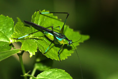 Dioncomena ornata