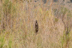 Xerophyta retinervis