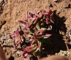 Crassula capitella thyrsiflora