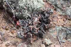 Pelargonium alternans