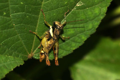 Coptacrinae