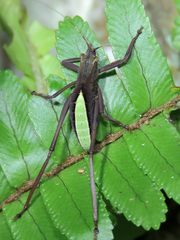 Ruidocollaris truncatolobata