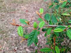Pomaderris prunifolia