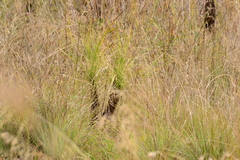 Xerophyta retinervis