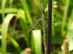 Orthetrum lineostigma