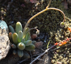 Crassothonna capensis