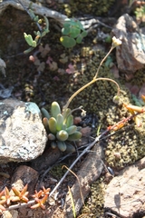 Crassothonna capensis