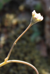 Crassothonna capensis