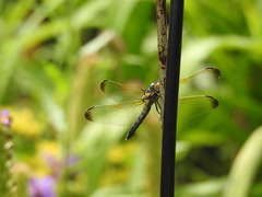 Orthetrum lineostigma
