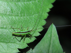Conocephalus gigantius