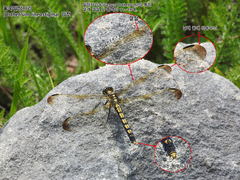 Orthetrum lineostigma