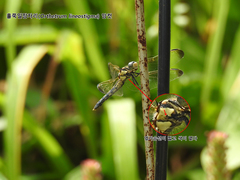 Orthetrum lineostigma