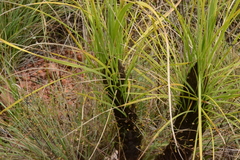 Xerophyta retinervis