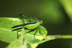 Dioncomena ornata