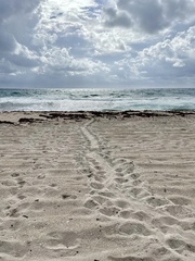Caretta caretta