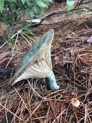 Lactarius indigo