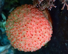 Pseudodromia latens