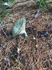 Lactarius indigo
