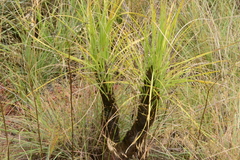 Xerophyta retinervis