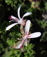 Pelargonium alternans