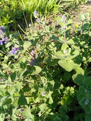 Nepeta racemosa