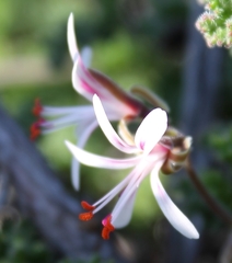Pelargonium alternans
