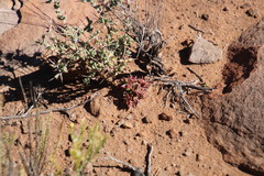 Crassula capitella thyrsiflora