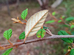 Pomaderris prunifolia
