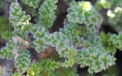 Pelargonium alternans