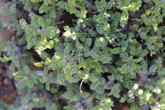 Pelargonium alternans