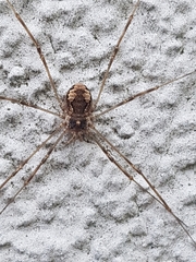 Dasylobus graniferus