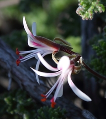 Pelargonium alternans