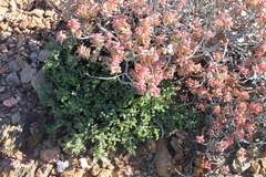 Pelargonium alternans