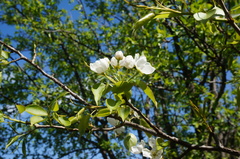 Pyrus betulifolia