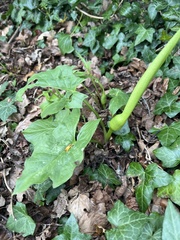 Arum maculatum