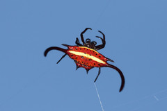 Gasteracantha falcicornis