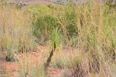 Xerophyta retinervis