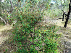 Pomaderris prunifolia