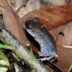 Leptobrachium hendricksoni