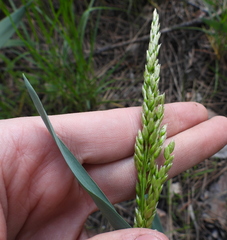 Anthoxanthum repens