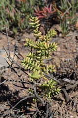 Crassula tetragona