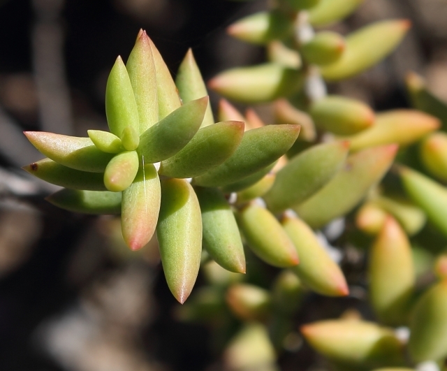 Crassula tetragona