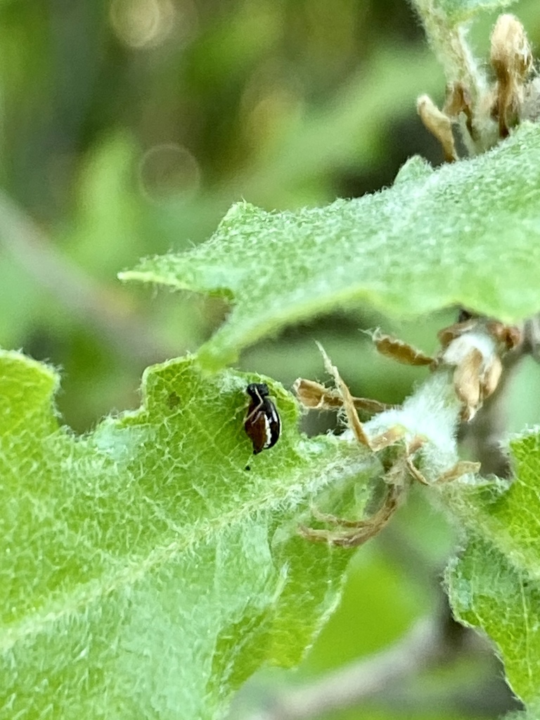 Spatulosminthurus lesnei