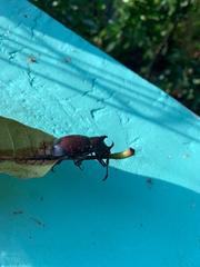 Xylotrupes meridionalis