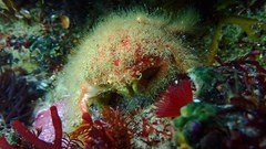 Dromidia hirsutissima