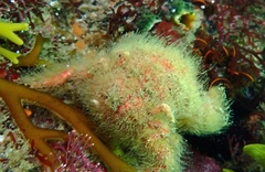 Dromidia hirsutissima