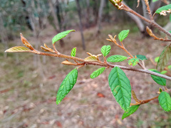 Pomaderris prunifolia