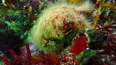Dromidia hirsutissima